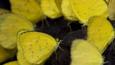 Grass-yellow butterflies on tropical rainforest floor