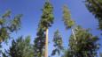 Looking up at old growth Douglas fir trees