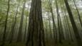 Black pines and beech trees in the mist