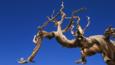 A bristlecone pine branch