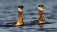 Adult red-necked grebes in breeding plumage performing 'whinny-braying' duet in defense of territory.