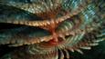 A fan worm in the seas off Malta