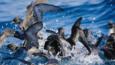 Shearwaters fight for food on the surface of the sea