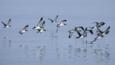 Manx Shearwater flock flying low over a smooth sea