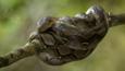 Reticulated python coiled round a branch