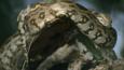 A coiled Indian python