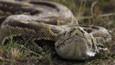 African rock python coming towards camera