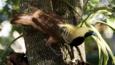 Raggiana bird of paradise in a tree