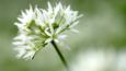 Wild garlic flower head