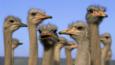Several domestic ostrich in South Africa