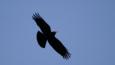 Red-billed chough flying