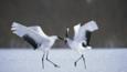 A pair of Japanese cranes during the courtship display