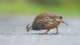 Red legged partridge