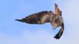 Portrait of a red kite
