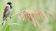 Female reed bunting perched on a reed stem