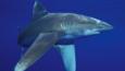 Oceanic whitetip shark in Hawaii