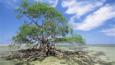 Red mangrove tree at low tide