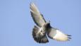 Pigeon in flight