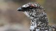 A rock ptarmigan in long grass 