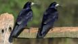 Two rooks perched on fence post