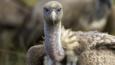 Ruppell's griffon vulture