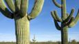 Saguaro cactus in Arizona