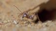 Saharan silver ant on the sand