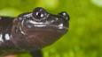 Close-up of the Lanzas salamander
