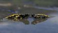 Two European salamanders partially submerged in water