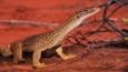 A sand goanna in the desert