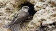 Sand martin at nest entrance