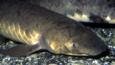 An Australian lungfish