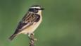 Male whinchat perched on a bush