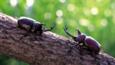 Two scarab beetles face each other on a branch