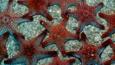 Red starfish in the Sea of Cortez