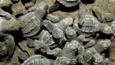 Olive ridley hatchlings in the sand