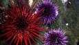 Red and purple sea urchins on the seabed