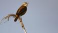 Sedge warbler perched on a reed