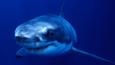 Great white shark in waters off Australia