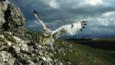 A short-eared owl landing on a rock