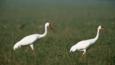 Two great white cranes walking on grassland