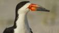 Black Skimmer head portrait