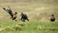 Great skuas fighting on ground