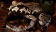 Portrait of a smoky jungle frog