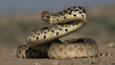 Bullsnake coiled and ready to strike