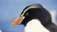 Close-up head portrait of a Snares Island penguin