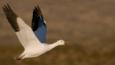 A snow goose in flight