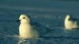 Snow petrels sitting on ice