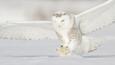 Snowy owl hunting for prey in winter snow 