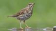 Song thrush at water